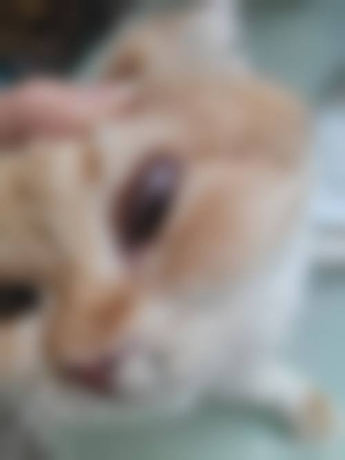 擅长项目详解