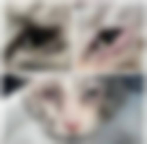 医生资质介绍